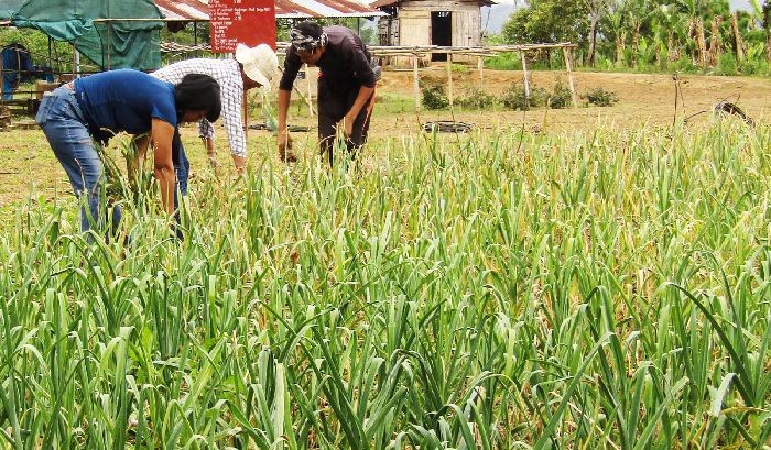 Study on ‘effect of different manures and fertilizers on growth and yield of local garlic’ (Allium sativum L) was conducted at SARS Yisemyong for two consecutive years. (Photo Courtesy: SARS)